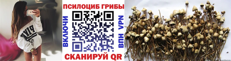 Галлюциногенные грибы Psilocybe  закладка  Чёрмоз 